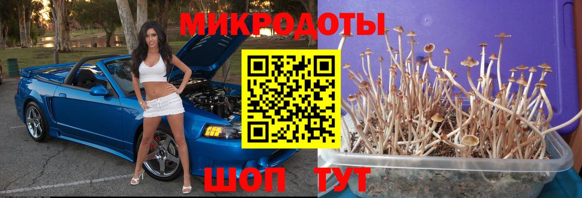 Камень-на-Оби  Псилоцибиновые грибы ЛСД  Псилоцибиновые грибы GOLDEN TEACHER  Вход с VPN 
